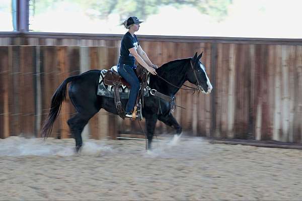 trail-quarter-horse