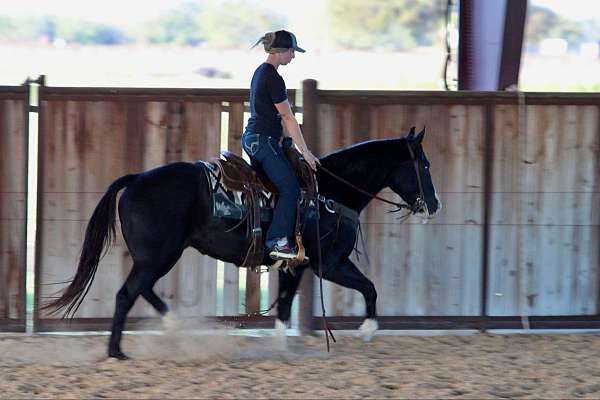 all-around-quarter-horse