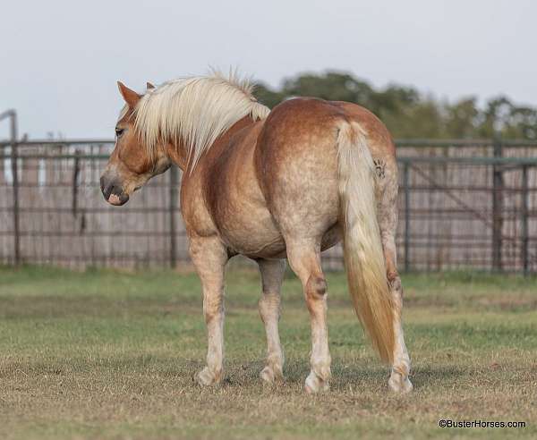 quarter-horse