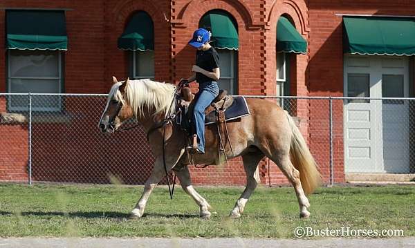 beginner-safe-quarter-horse