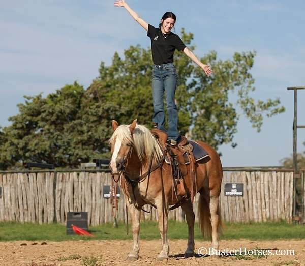 bareback-quarter-horse