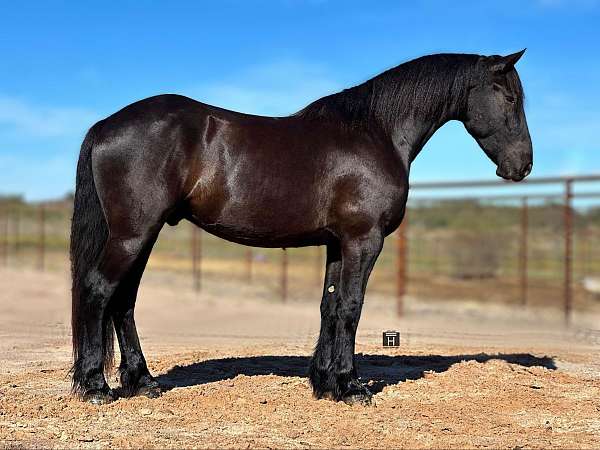 black-none-horse