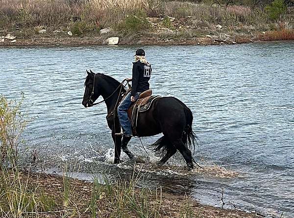 friesian-quarter-horse