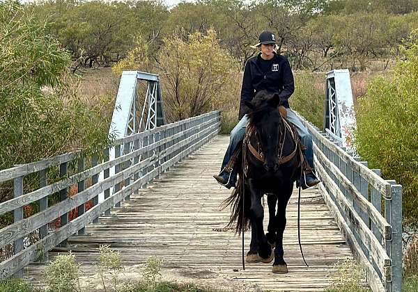 trail-quarter-horse