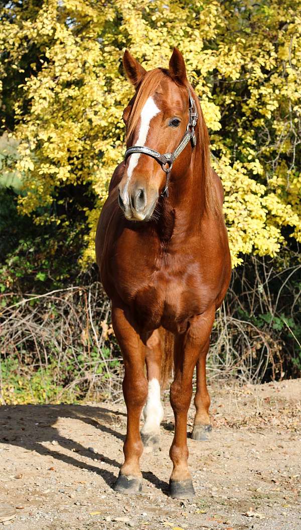 husband-safe-quarter-horse