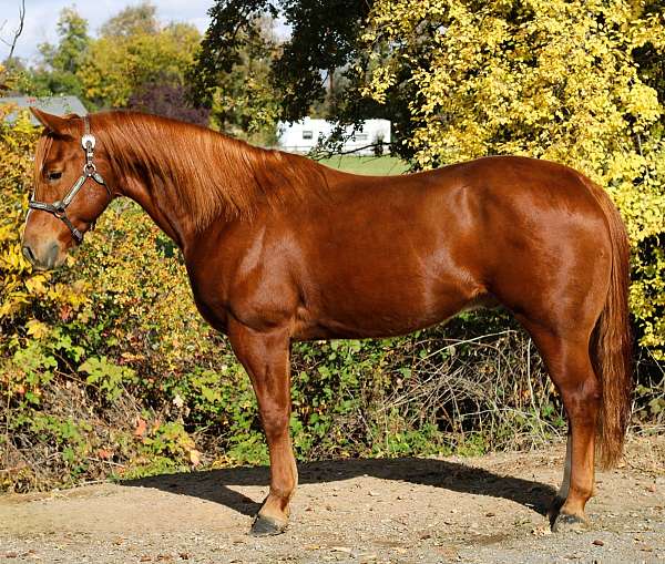 beginner-quarter-horse