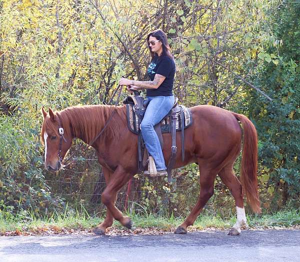 trail-quarter-horse