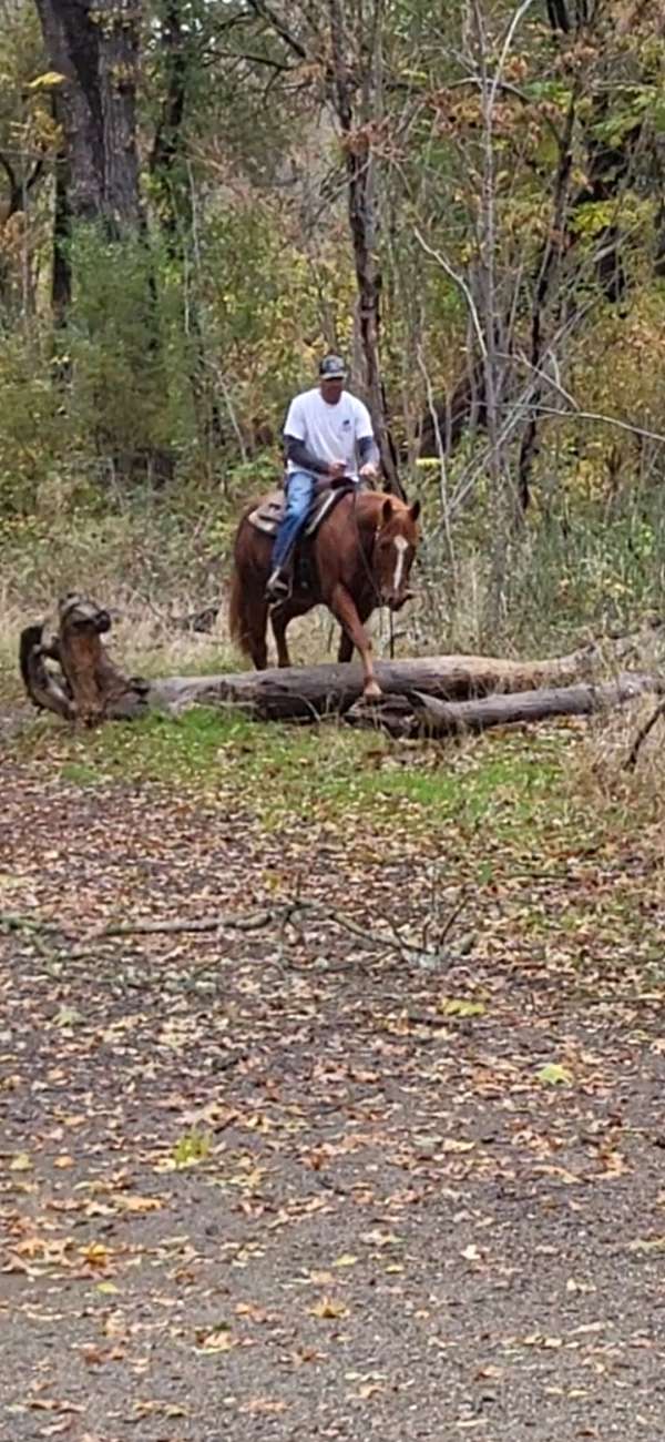 working-cattle-quarter-horse