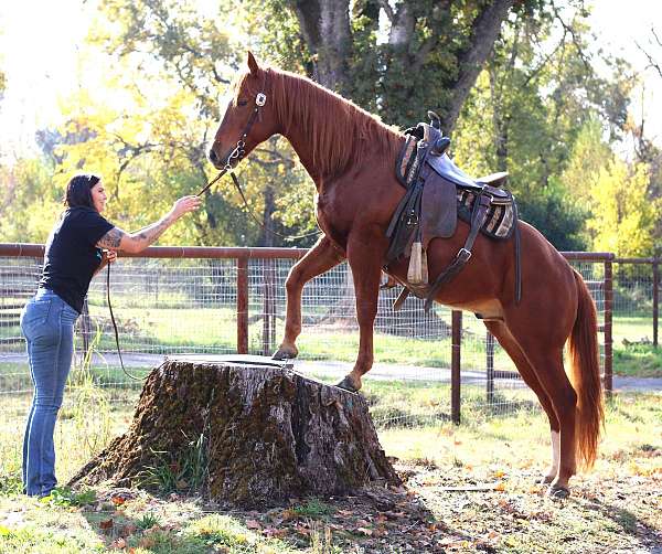 trail-riding-quarter-horse