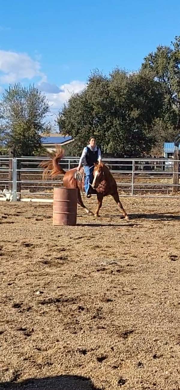 chestnut-quarter-horse-gelding