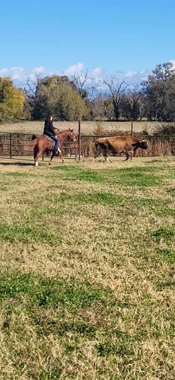 chestnut-husband-safe-horse