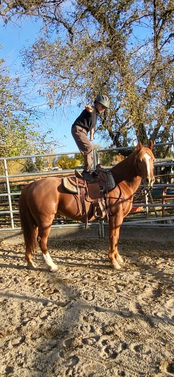 chestnut-kid-safe-horse