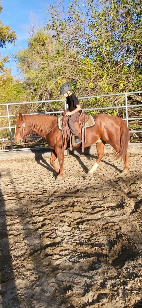 chestnut-ridden-english-horse