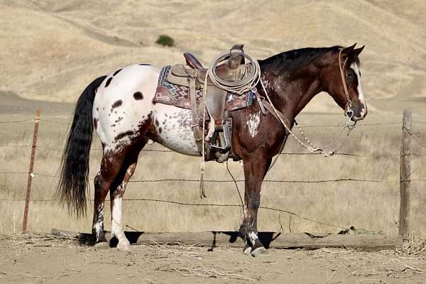 bay-appaloosa-horse