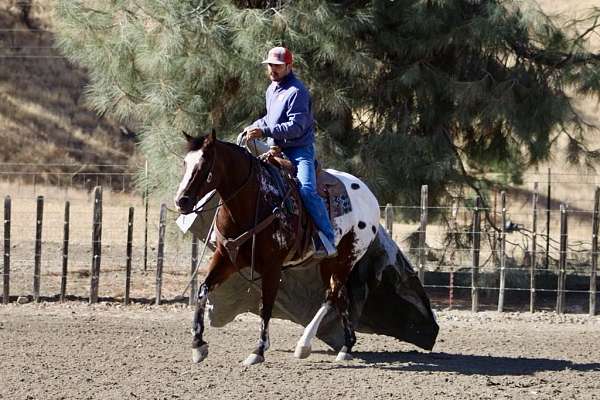 appaloosa-quarter-horse