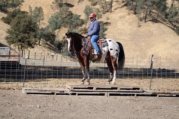 beginner-safe-quarter-horse