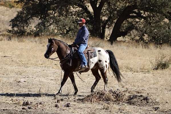 family-horse-quarter