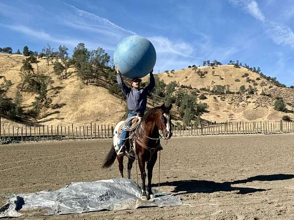 ranch-work-quarter-horse