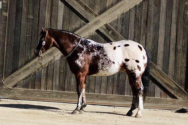 husband-safe-quarter-horse