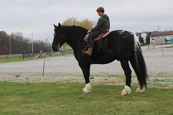 pinto-half-white-half-black-horse