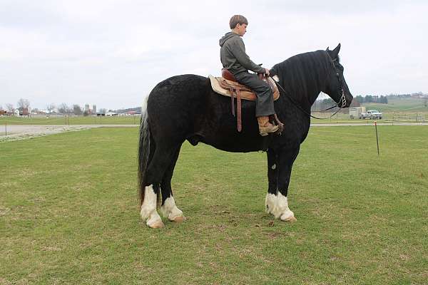 half-white-half-black-horse