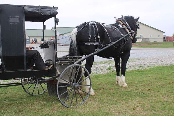 driving-draft-horse