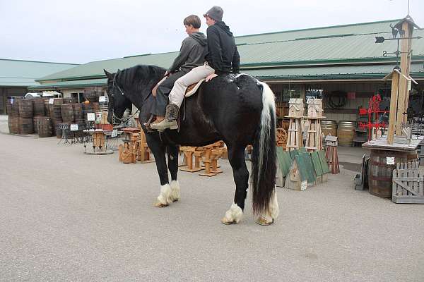 draft-horse