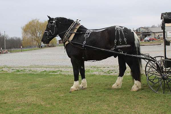 husband-safe-draft-horse