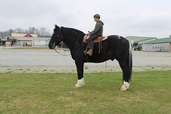 18-hand-pinto-horse