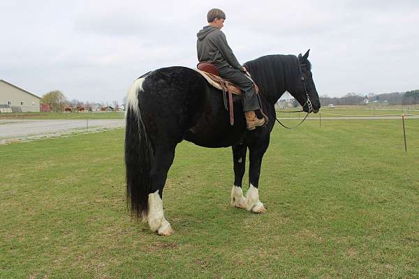 all-around-draft-horse