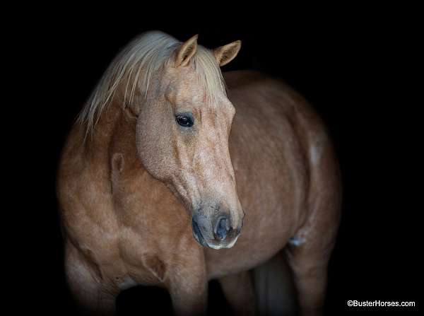 palomino-star-horse