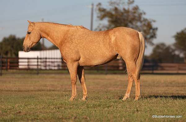 ranch-work-quarter-horse