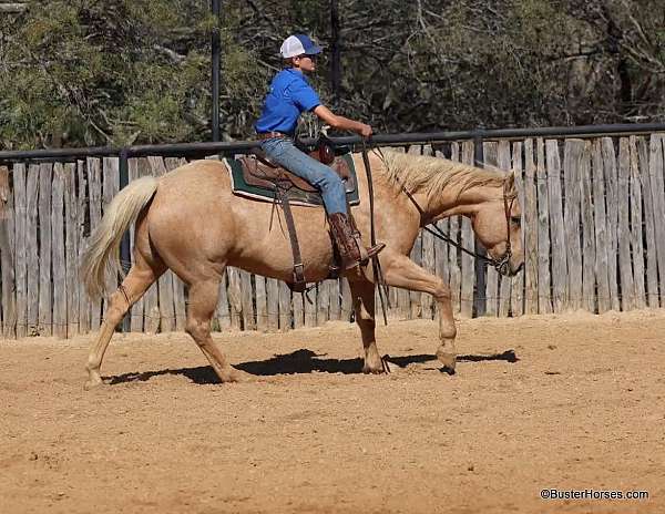 beginner-safe-quarter-horse