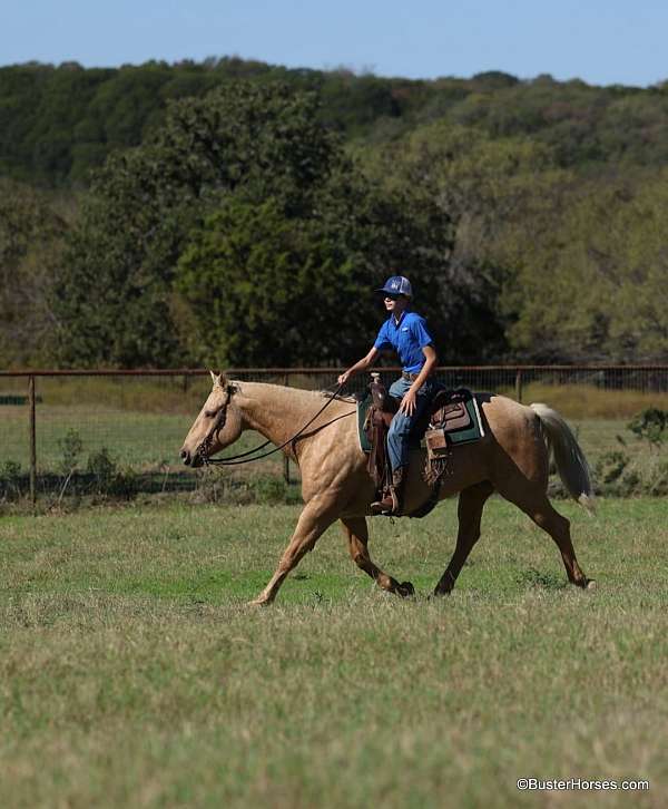 all-around-quarter-horse