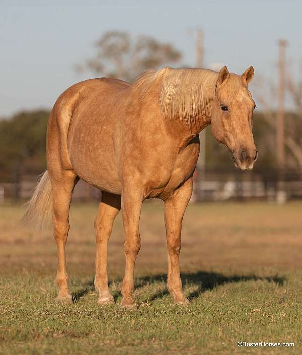 family-horse-quarter