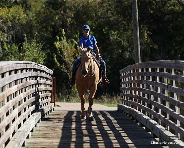 trail-quarter-horse