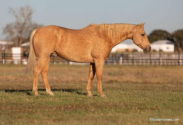 beginner-quarter-horse