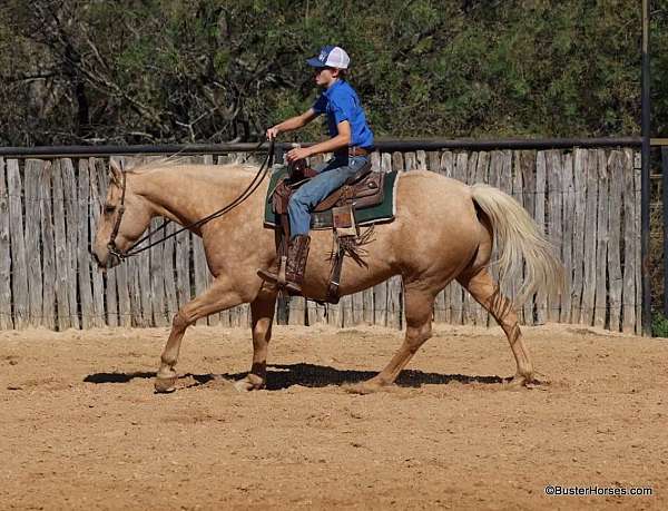 experienced-quarter-horse