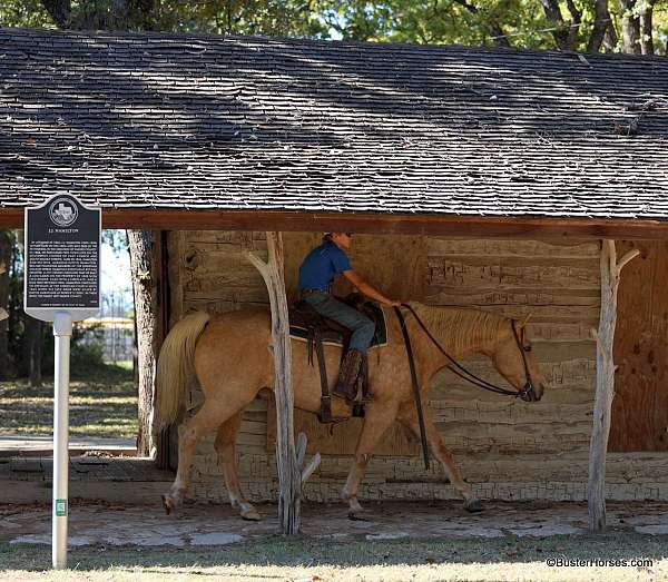 flashy-quarter-horse