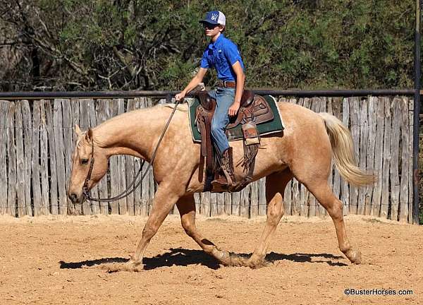 husband-safe-quarter-horse