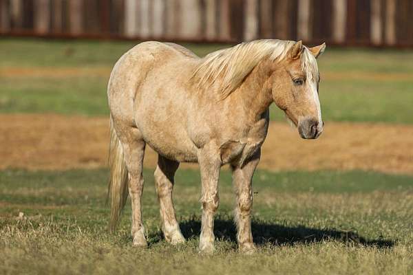 palomino-star-horse