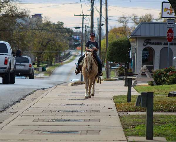 beginner-safe-quarter-horse