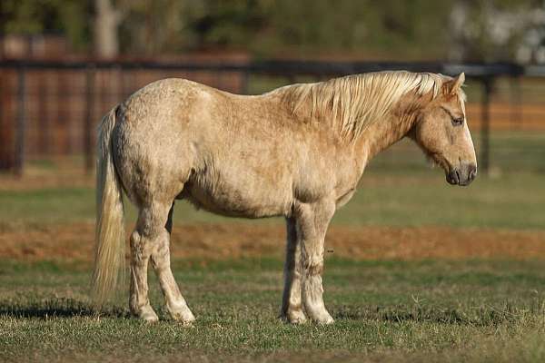 ranch-work-quarter-horse