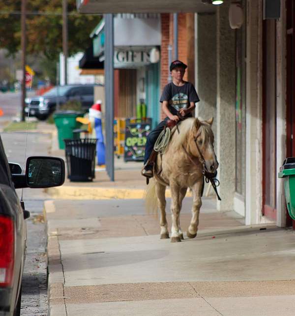 trail-quarter-horse