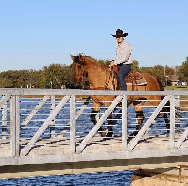 family-horse-quarter