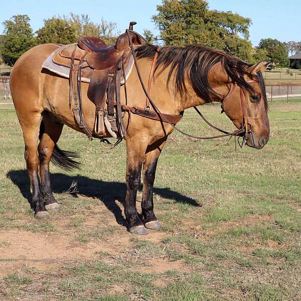 ranch-work-quarter-horse