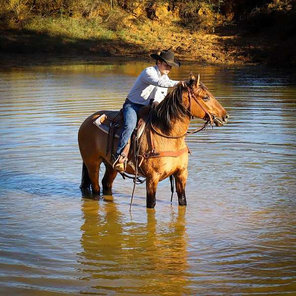 all-around-quarter-horse