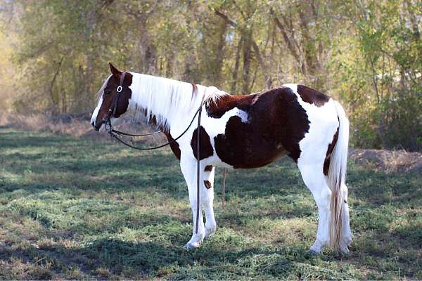 quarter-horse