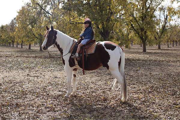 athletic-quarter-horse