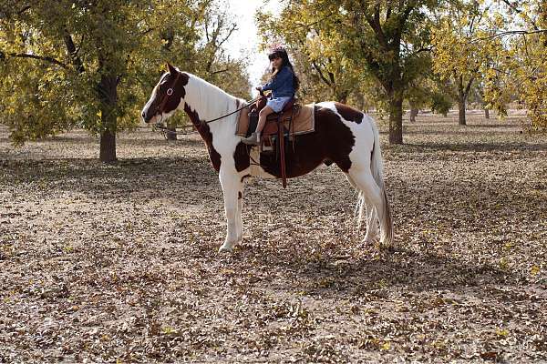 turnback-horse-gelding